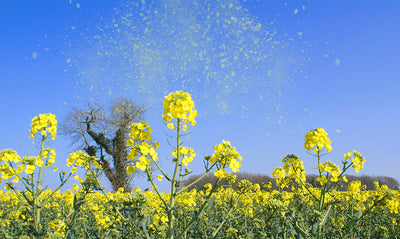 ‘Pollen bomb’ creates chaos for hay fever sufferers